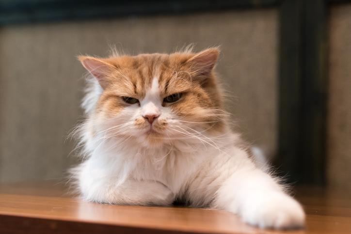 Cat |The 10 things that cats hate humans
