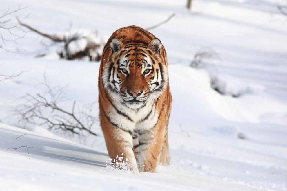 Braconnage : les tigres de l'Amour sont désormais chassés de nuit 