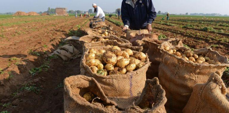 Pommes de terre, huile, lait: l'Algérie hantée par les pénuries 
