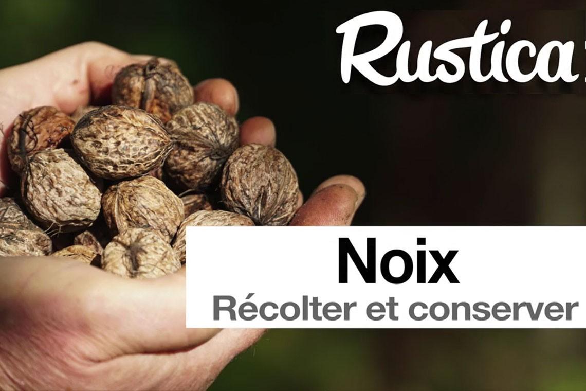 La saison des noix – quand et comment les ramasser et conserver