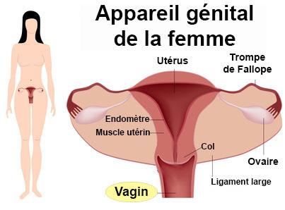 Sécheresse vaginale : définition, symptômes, causes et traitements