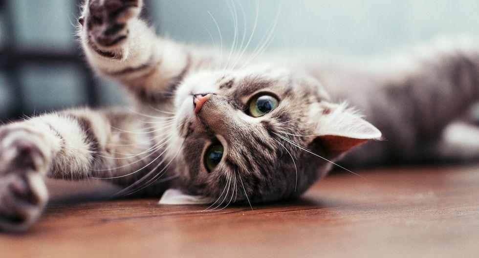 Why your cat licks you and then bites you: this is what it means
