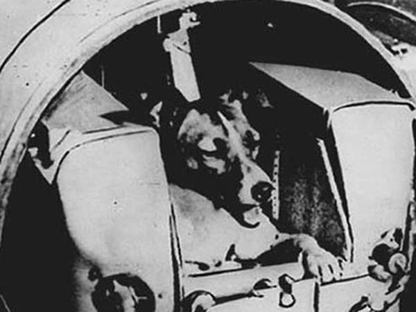 The 1957 archive box: the Laïka dog, the first living being in space