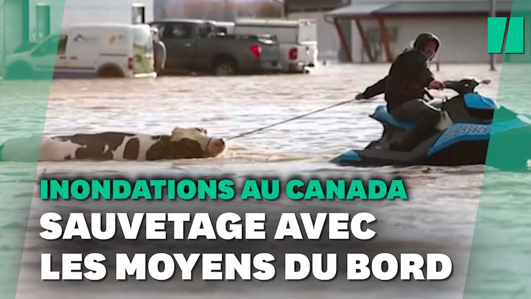 Inondations au Canada: des vaches sauvées de la noyade grâce à des jet skis