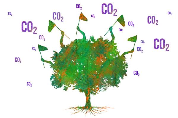 Por un futuro más verde: más bosques, menos CO2 | Actualidad Económica The Trust Project