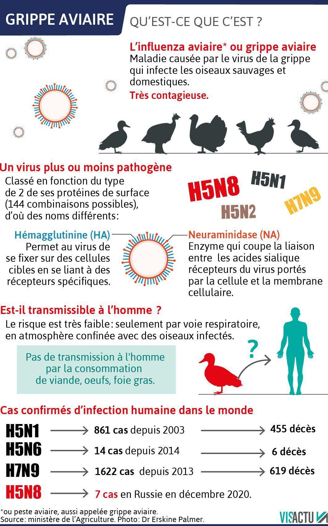 Grippe aviaire : où en est l'épidémie en France ? transmission à l'Homme ? symptômes ?