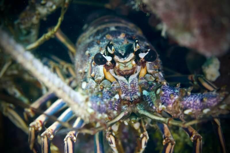 15 faits que les homards du monde entier veulent que vous sachiez 