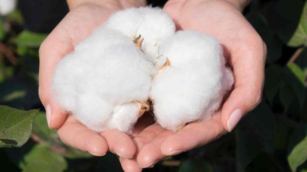 3 usos desconocidos del algodón