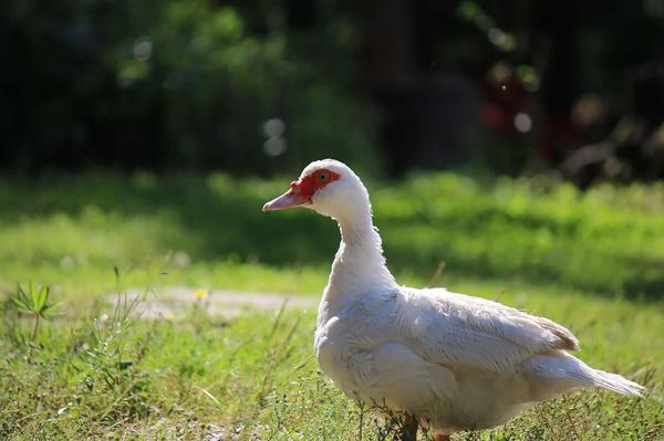 The town hall of the "French capital of culture 2022" will no longer serve foie gras