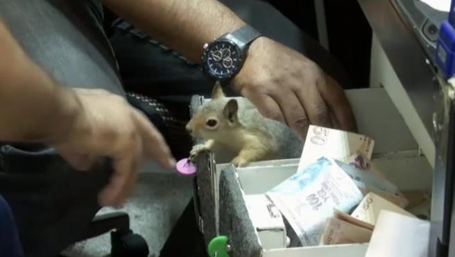 Memocan, the 'security guard squirrel' who conscientiously guards a jewelry store Memocan, the 'security guard squirrel' who conscientiously guards a jewelry store