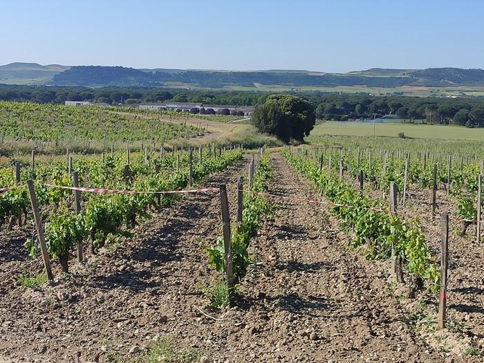 Galicia y Castilla y León avanzan en el desarrollo de una herramienta de gestión eficiente de las infecciones fúngicas en sus viñedos 