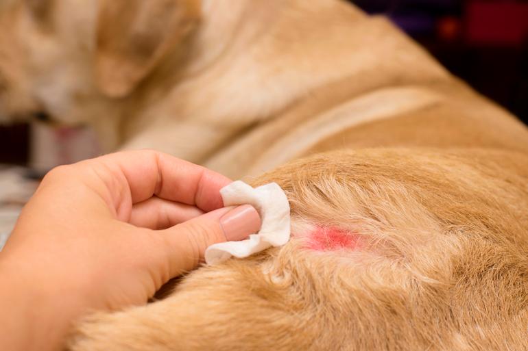 Dog dermatitis | My dog ​​scratches a lot, what's wrong?