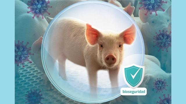 Bioseguridad la herramienta más importante para la prevención de la Peste Porcina Africana (PPA)