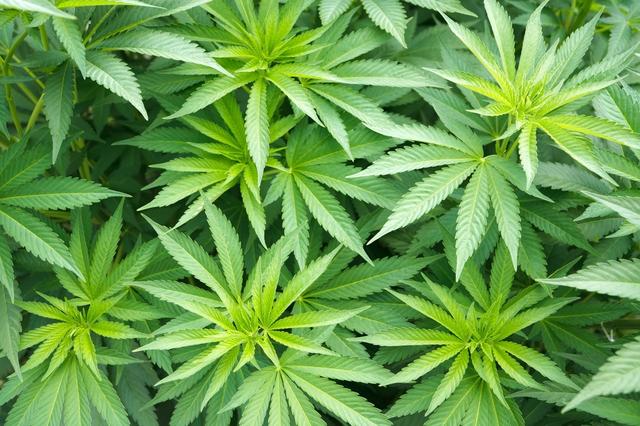 Luxembourg : la culture de quatre plants de cannabis bientôt légalisée 