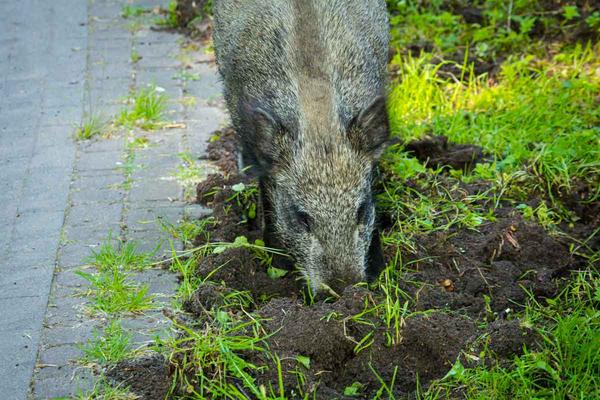 Boar lost in a Strasbourg garden: the spa does not explain its presence!The weekly Chassons.com newsletter