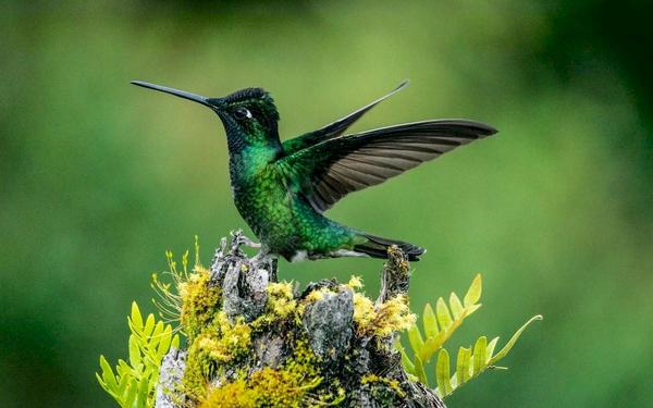 Hembras de colibrí adquieren la apariencia del macho