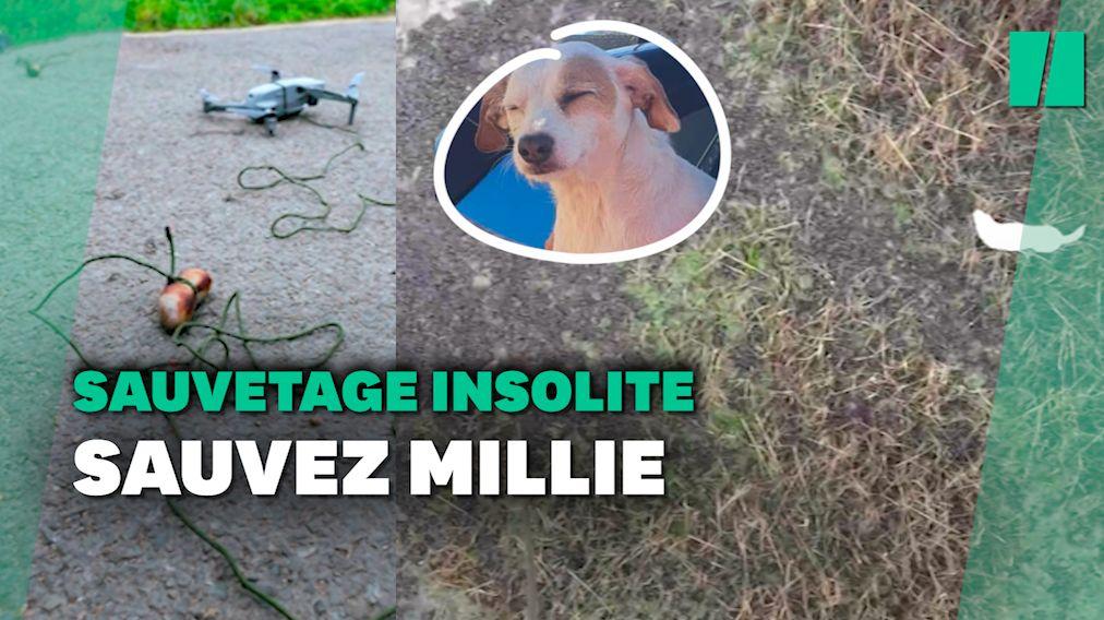 « C'était une idée folle » : des saucisses attachées à des drones permettent de sauver la vie d'un chien