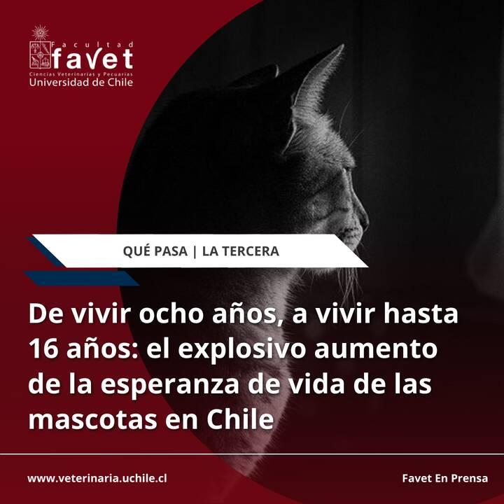 De vivir ocho años, a vivir hasta 16 años: el explosivo aumento de la esperanza de vida de las mascotas en Chile