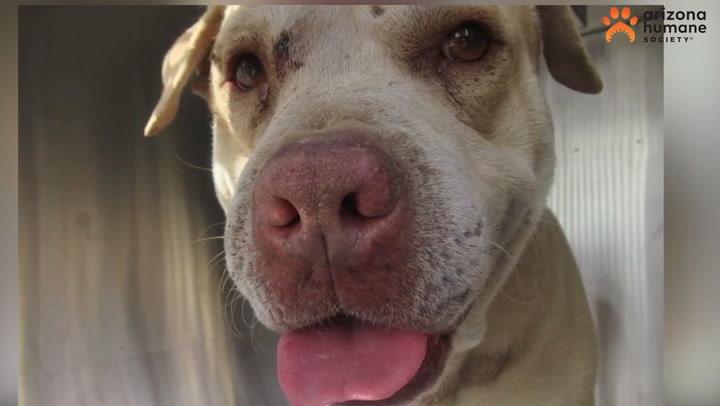 La historia de Buddy, el perro cuya cabeza quedó atascada en un pequeño hueco de una pared en Arizona