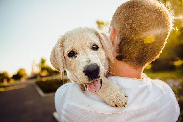 Does she love me or does she not love me?The signs to know if your dog has loved you