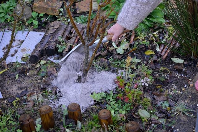 Jardinage : utiliser les cendres de bois au jardin, bonne ou mauvaise idée ?