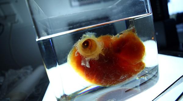 Órganos humanos transparentes en 3D desde Alemania - Cambio16