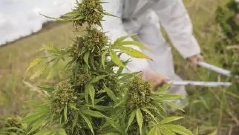 Buscan legalizar la marihuana en la Argentina este año: se abre un negocio de u$s 30.000 M en el NOA