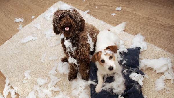 10 básicos para entretener a tus mascotas mientras no estás en casa