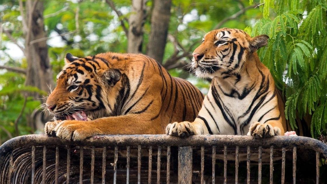 Affaire : La folle épopée des gendarmes de l'Oise qui ont trouvé dix tigres dans un camion 