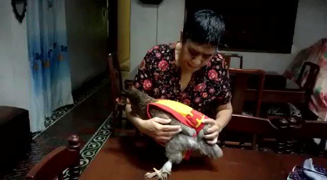 Ropa para gallinas, el insólito emprendimiento de la palmirana Nidia Garzón, sensación en avicultura