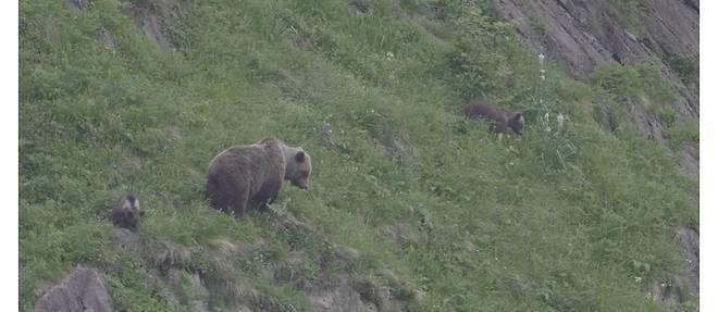 En Ariège, les chasseurs estiment que la "cohabitation" avec l'ours est "impossible"