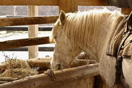 Nekupujte koně bez rozmyslu, potřebuje každodenní péči