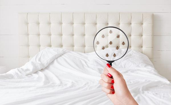 How to know if the hotel has bed bugs and what to do if you have them