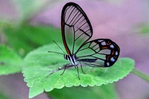 En Colombie, recenser la multitude colorée des papillons 