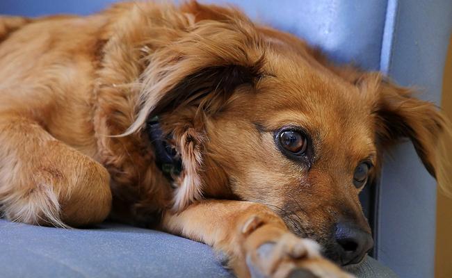 L’œdème pulmonaire chez le chien : symptômes et traitement