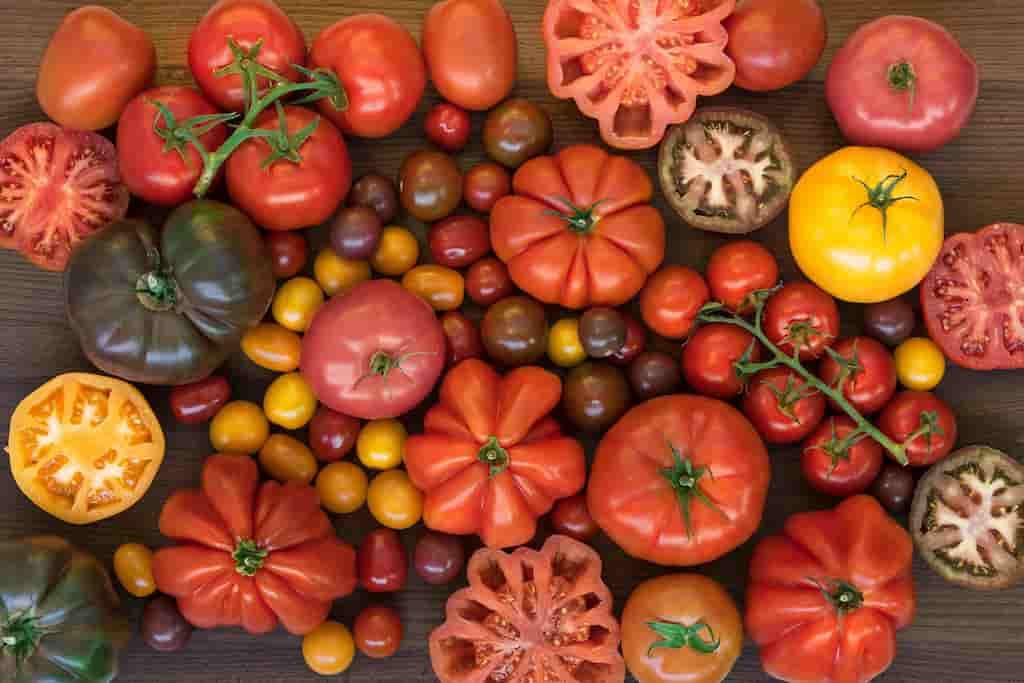 El tomate no es natural, es un tesoro creado por el ingenio humano