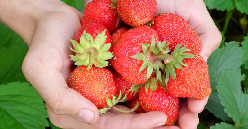 Strawberry Farmers Deploy AI from Pinduoduo Smart Agriculture Competition to Boost Productivity and Incomes 