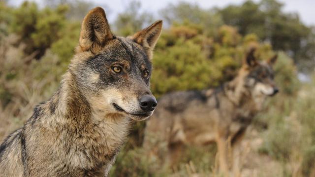 Wolves in pants: the 12 prophecies that the Asturian rural world fears