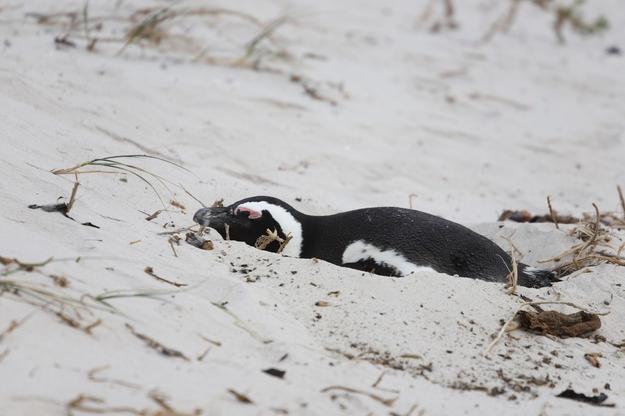 Na pláži v JAR našli přes 60 tučňáků ubodaných včelami