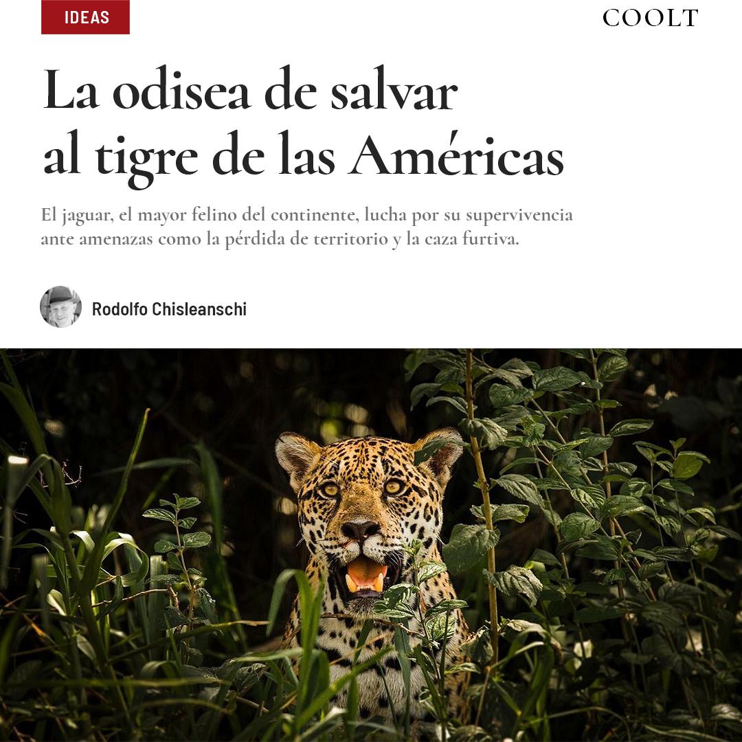 La odisea de salvar al tigre de las Américas