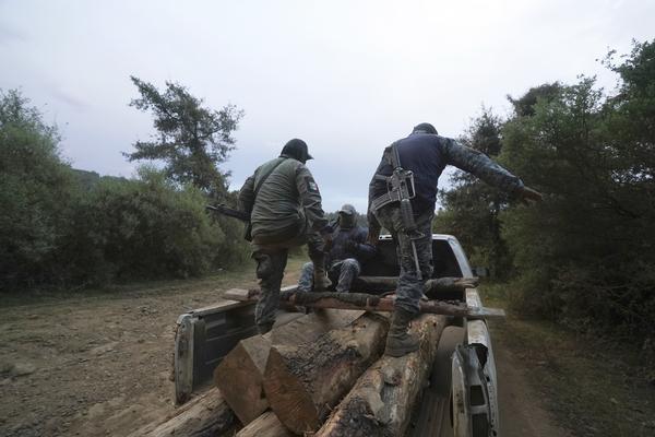 Avocados, deforestation and cartels go hand in hand in Mexico