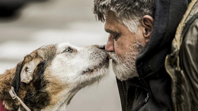 Almost 3 out of 4 people are homeless they see their dog as their main social support 
