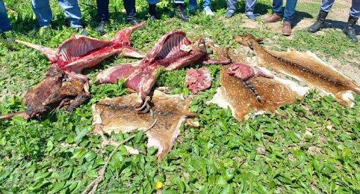 Macabre: Three deer were stolen from a park ecological, they murdered them to eat them and they were arrested 