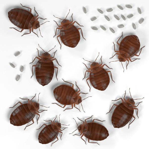 How to fight bedbugs. Natural treatments.