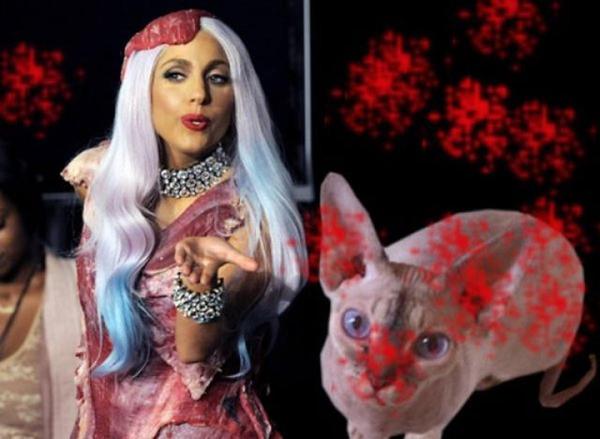 Lady Gaga: Fan mangles her cat to look like her! 