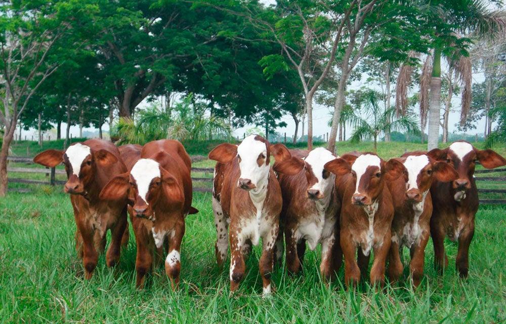 The exploitation of cattle breeding, a business that is gaining ground