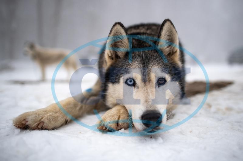 VIDEO: V Orlických horách odstartoval extrémní etapový závod psích spřežení 