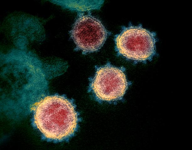 Nine New Coronavirus Species Discovered Nine New Coronavirus Species Discovered