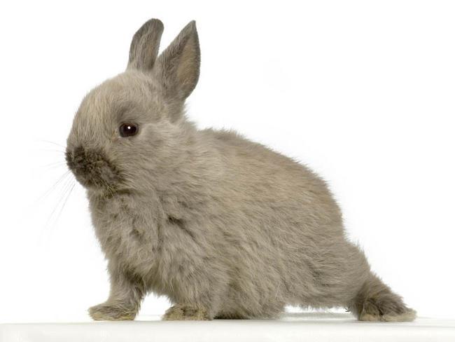 How To Raise Orphan Rabbits - Rabbit Breeding