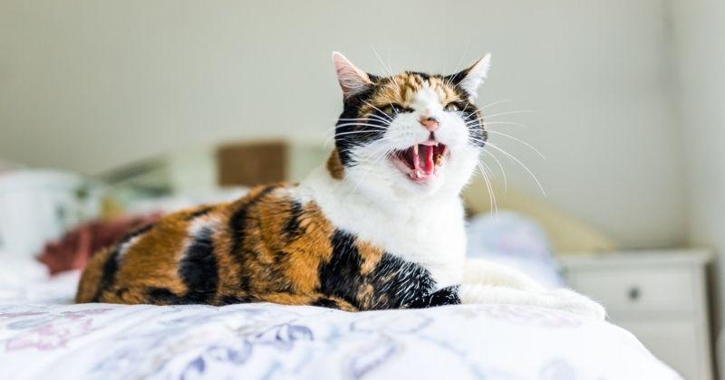 Ulcères de la bouche chez le chat : comment les prévenir et les soigner ? 